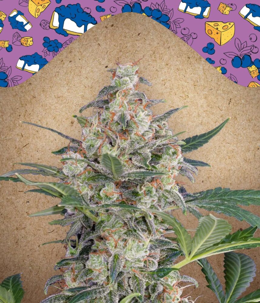 Blueberry Cheesecake Auto - Alchimia