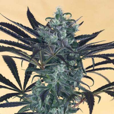 Blueberry Headband - Alchimia