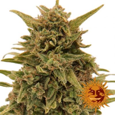 Blueberry OG - Alchimia