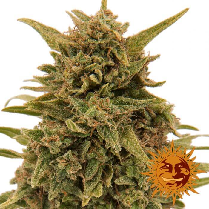 Blueberry OG - Alchimia