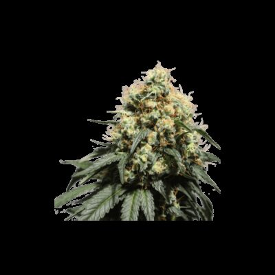 Bruce Lemon Diesel - Alchimia
