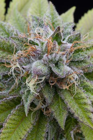 Bubba Kush Auto - Alchimia