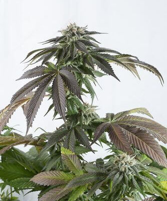 Bubba Kush CBD - Alchimia