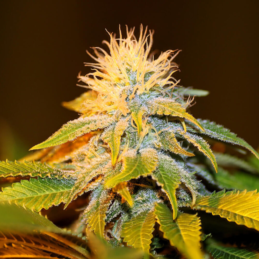 Bubba Kush Seedsman - Alchimia
