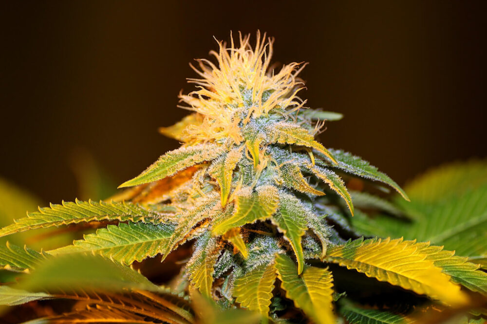 Bubba Kush Seedsman - Alchimia