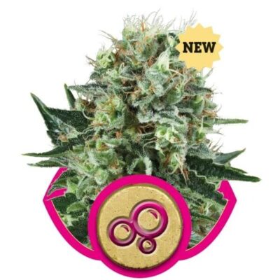 Bubble Kush - Alchimia