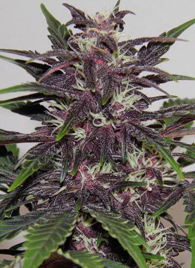 Buddha Purple Kush Auto - Alchimia