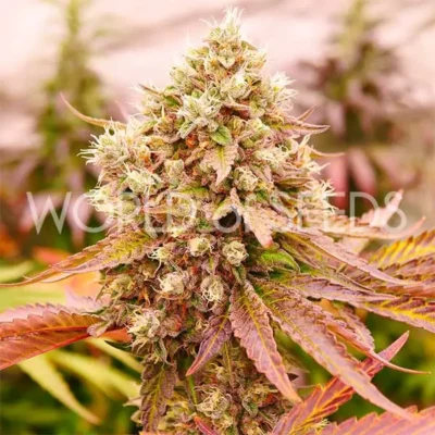 Burger Kush - Alchimia