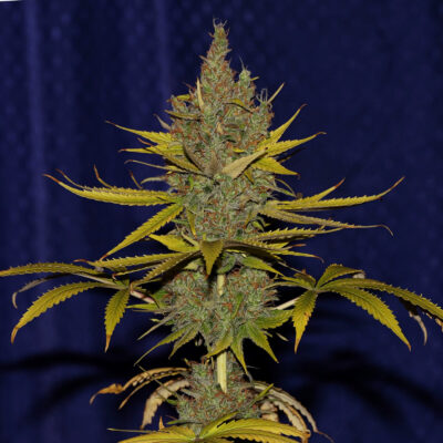 C99 x Blueberry Fast - Alchimia