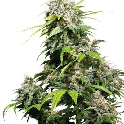 California Indica - Regular - Alchimia