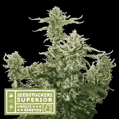 Candy Dawg Auto - Alchimia