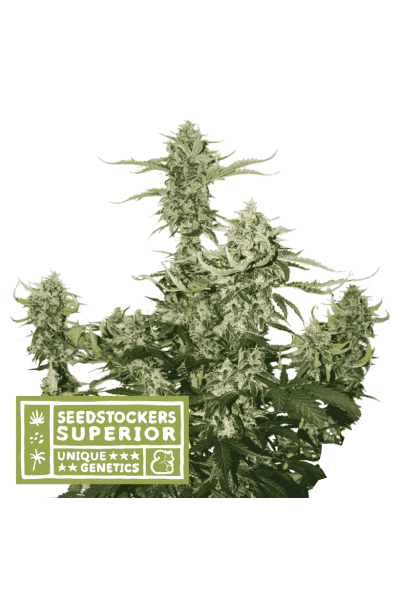 Candy Dawg Auto - Alchimia