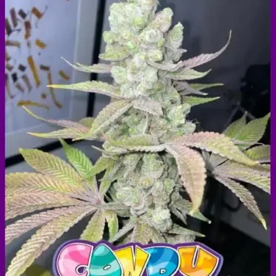 Candy Lime - Alchimia