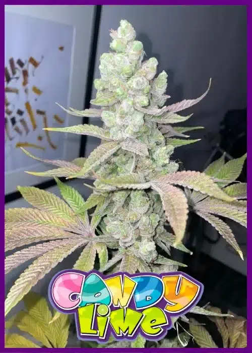 Candy Lime - Alchimia