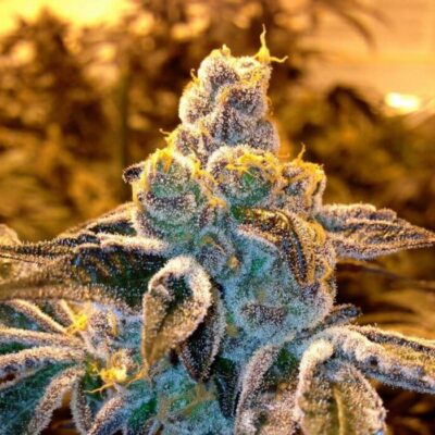 Candyland - Regular - Alchimia