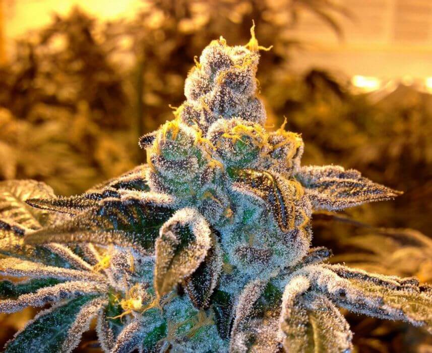 Candyland - Regular - Alchimia