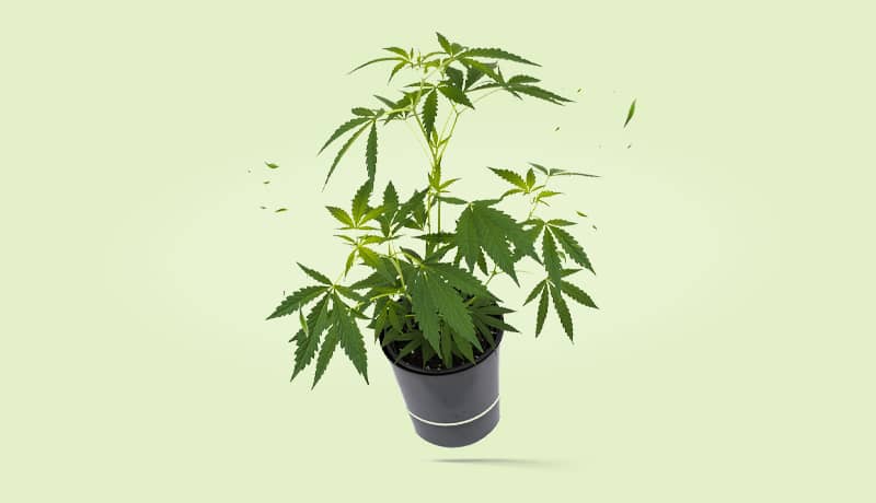 Cannabis Stecklinge Preisvergleich