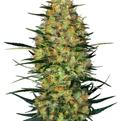 Caramellow Kush Auto - Alchimia