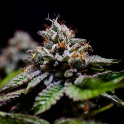 Cayman Kush - Alchimia