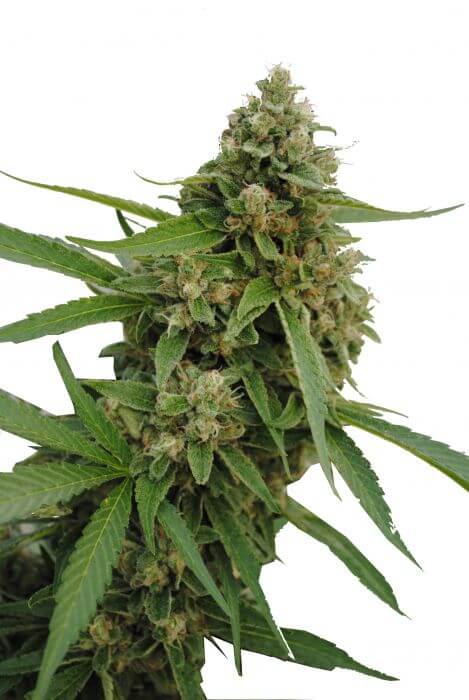 CBD Bubba Kush - Alchimia