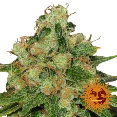 CBD Caramel - Regular - Alchimia