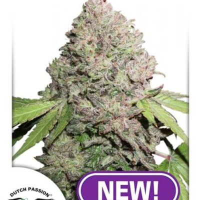CBD Charlotte's Angel - Alchimia