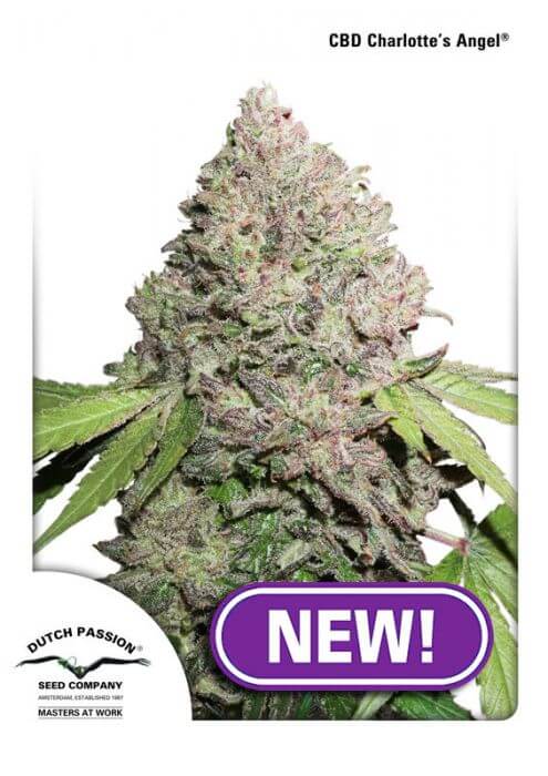 CBD Charlotte's Angel - Alchimia