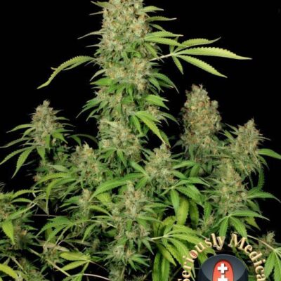 CBD Chronic - Alchimia