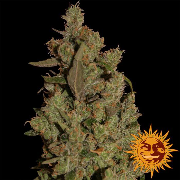 CBD Critical Cure - Alchimia
