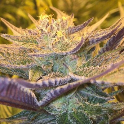 CBD Girl Scout Cookies - Alchimia