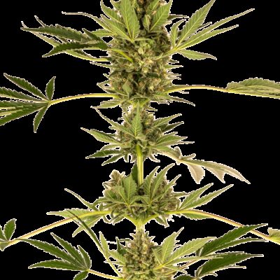 CBD Himalayan aka Sensi 49 CBD - Alchimia