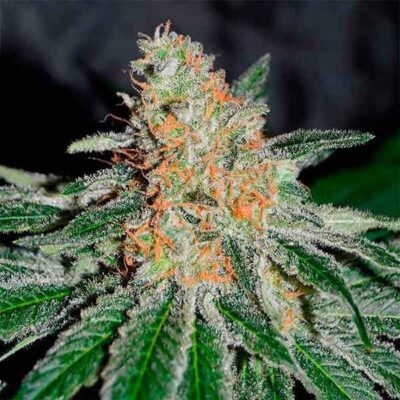 CBD Jam - Alchimia