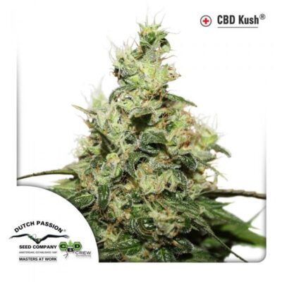 CBD Kush - Alchimia