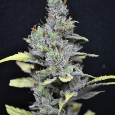 CBD Medi Haze - Alchimia
