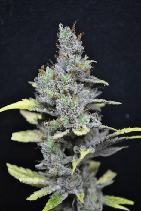 CBD Medi Haze - Alchimia