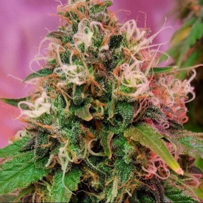 CBD OG Kush - Alchimia