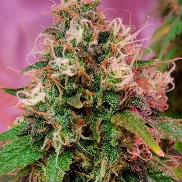 CBD OG Kush - Alchimia