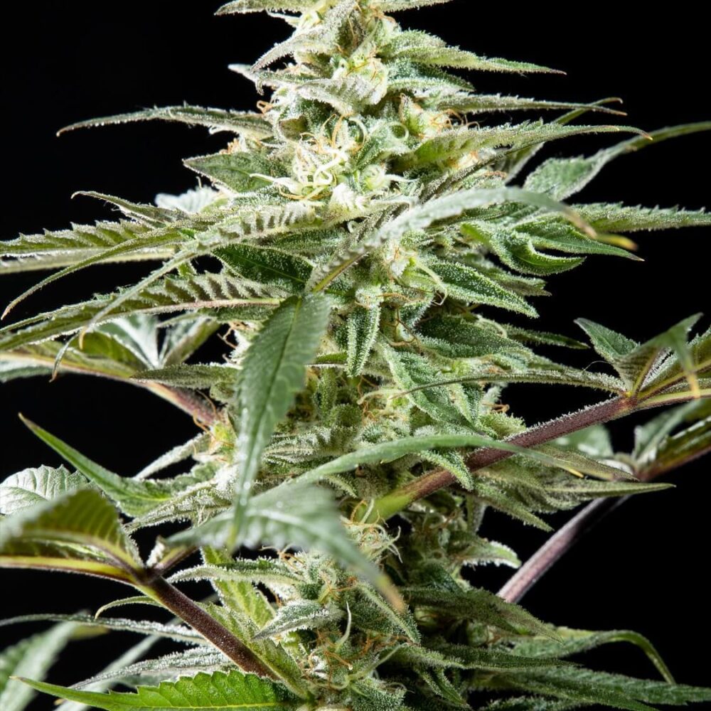 CBD Rich Candy - Alchimia