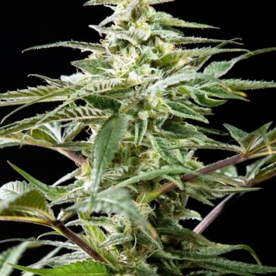 CBD Rich Candy - Alchimia