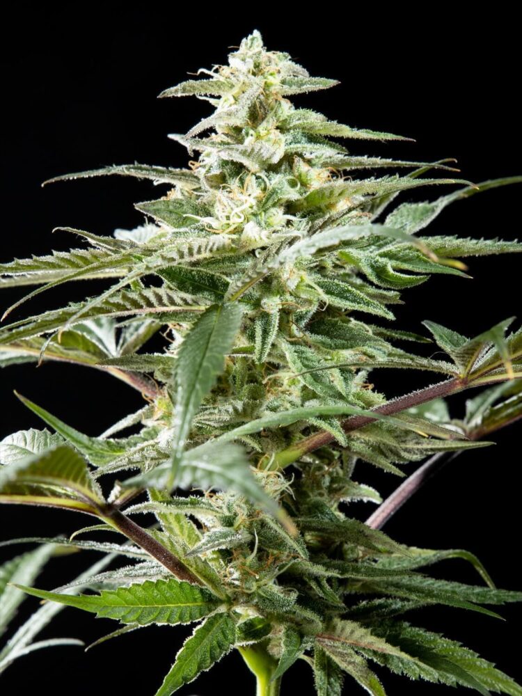 CBD Rich Candy - Alchimia