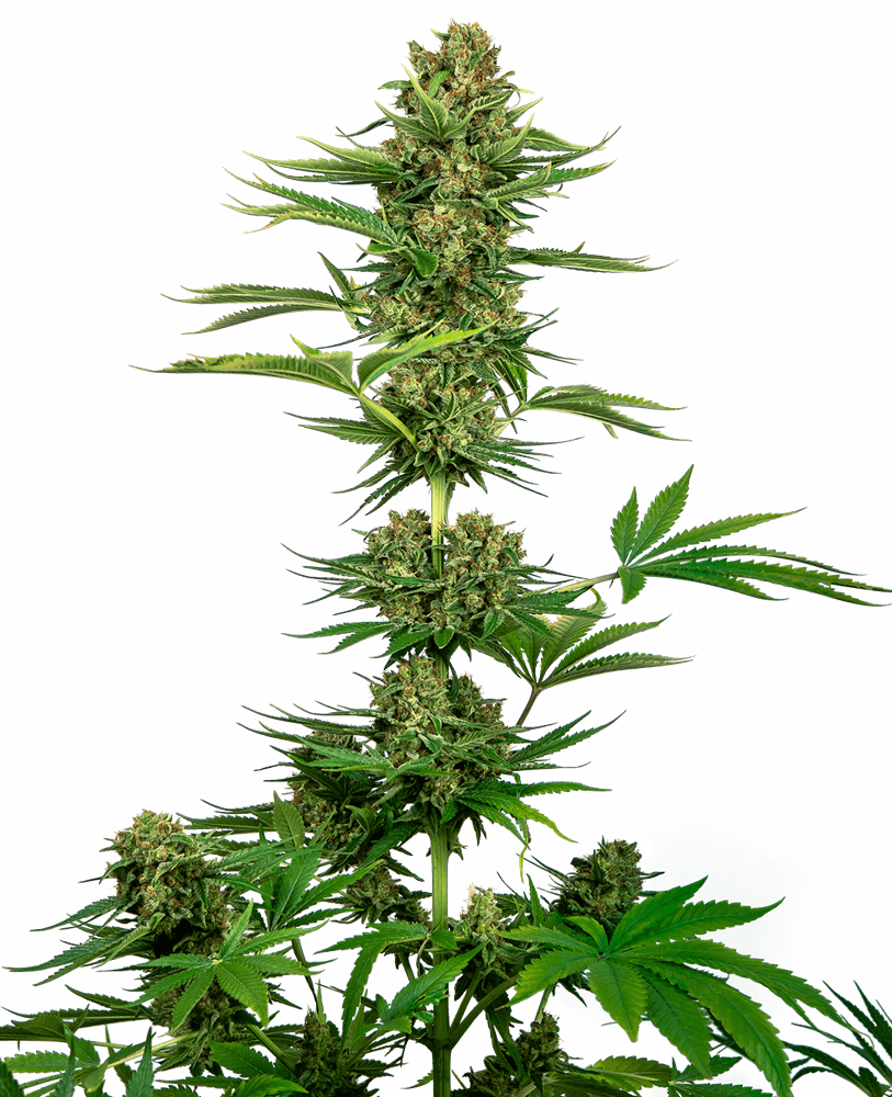 CBD Satin Black Domina aka Sensi 743 - Alchimia