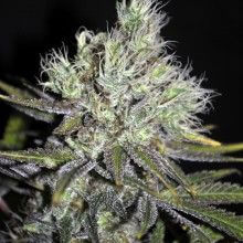 CBD Sweet & Sour Widow - Alchimia