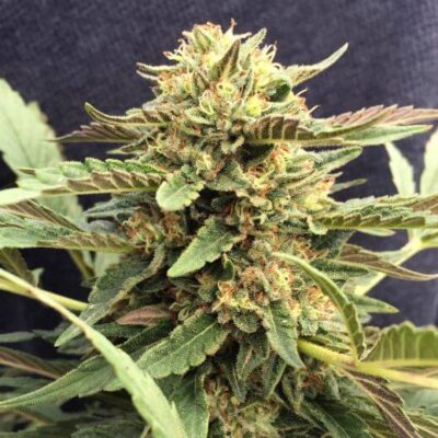 CBD Therapy - Alchimia