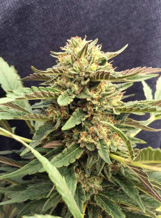 CBD Therapy - Alchimia