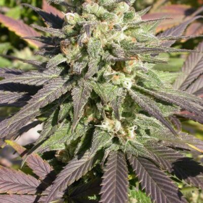 CBD Warlock - Alchimia