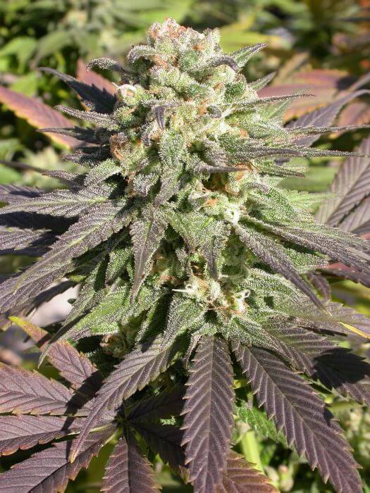 CBD Warlock - Alchimia