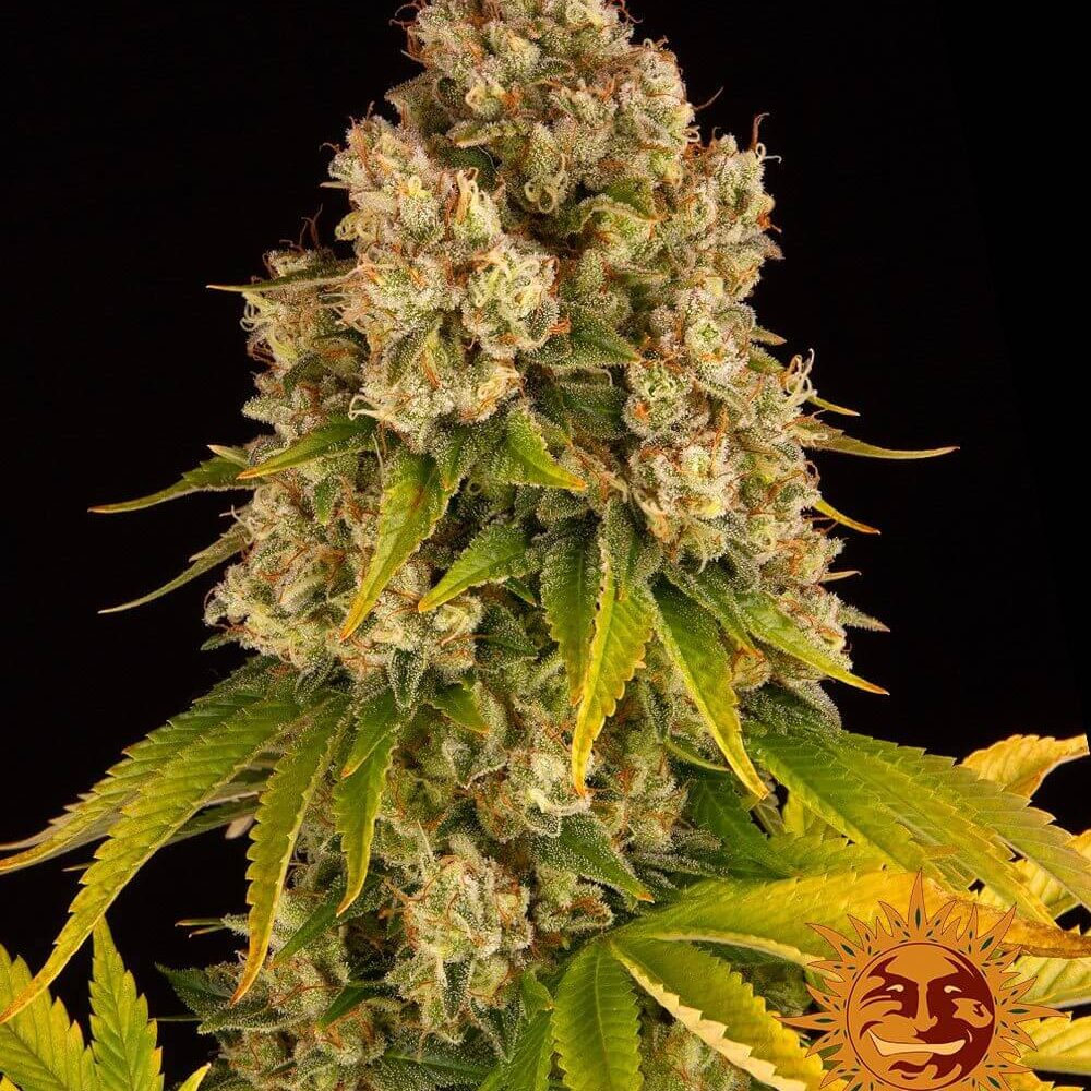 Cheese Auto - Barney's Farm - Alchimia