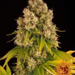 Cheese Auto - Barney's Farm