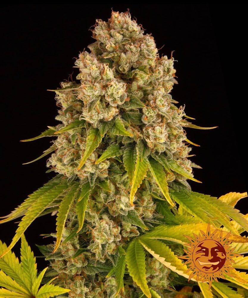 Cheese Auto - Barney's Farm - Alchimia