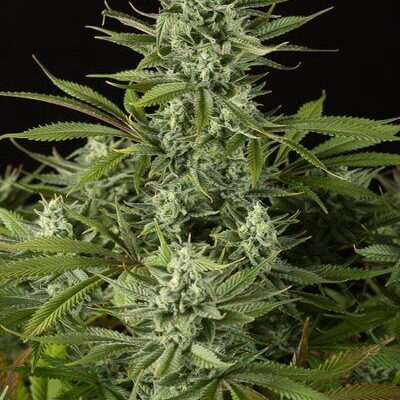Cheese CBD - Alchimia